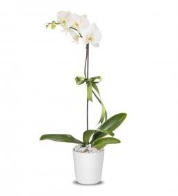 Tekli Beyaz Phalaenopsis Orkide